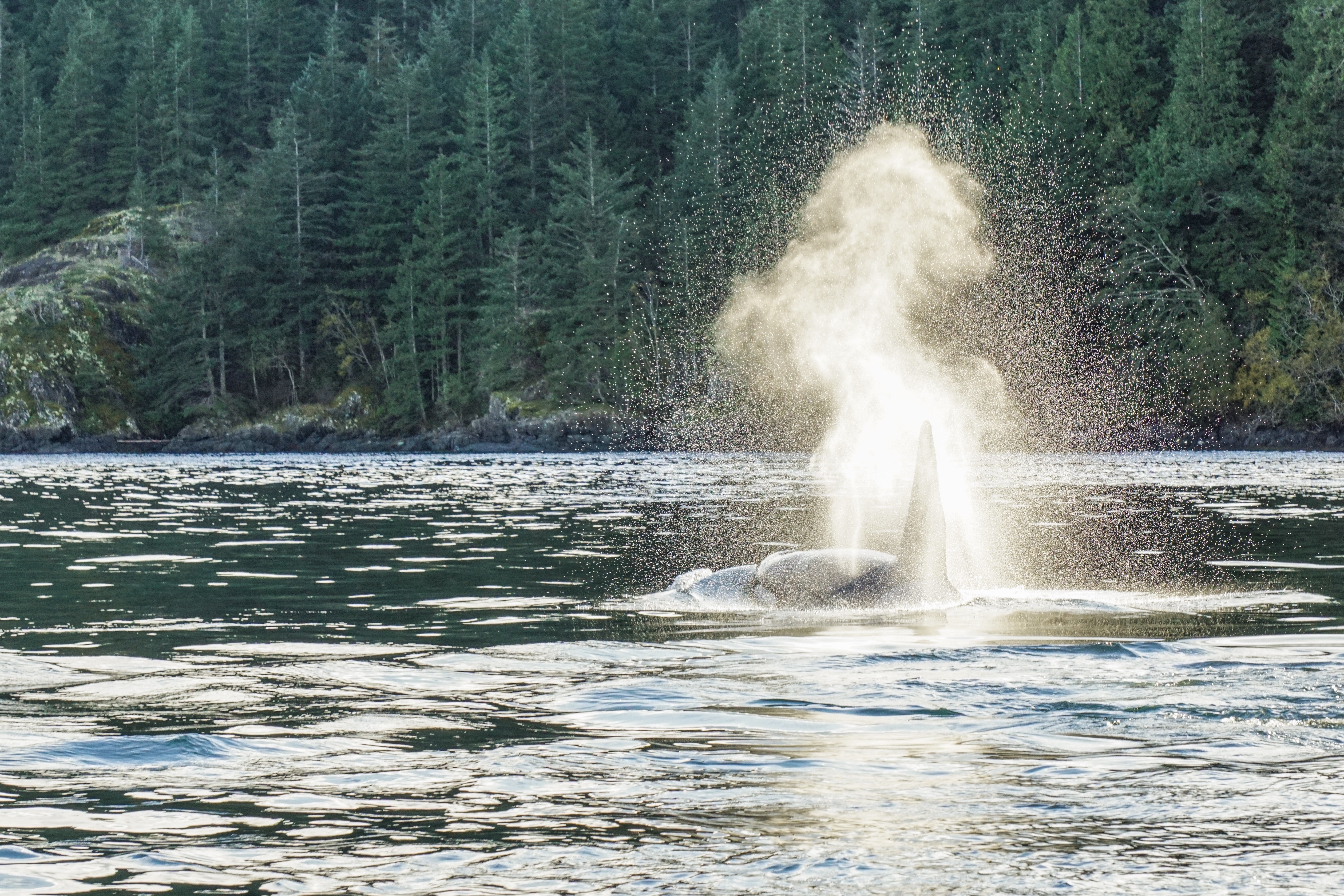 Whale Spout in BC